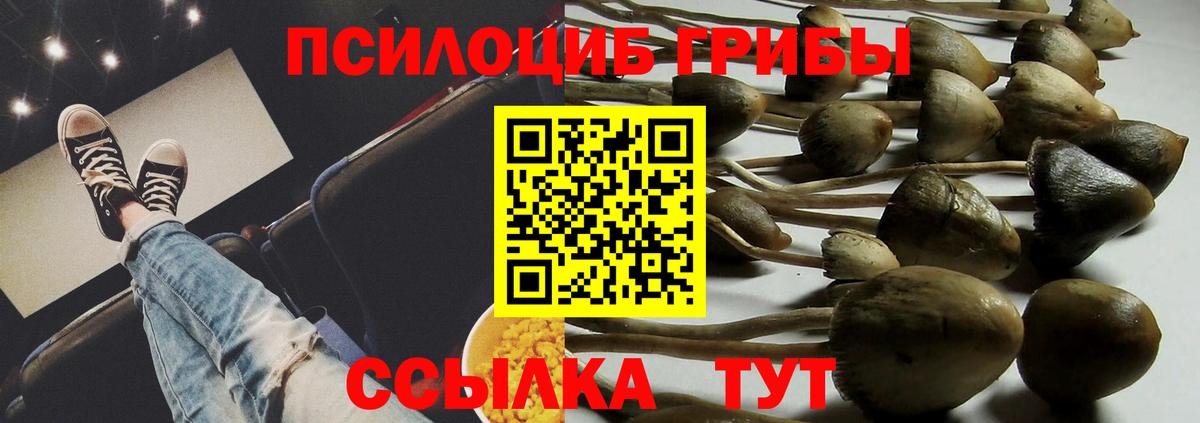 Новочебоксарск  Псилоцибиновые грибы Psilocybine cubensis  Вход с VPN 